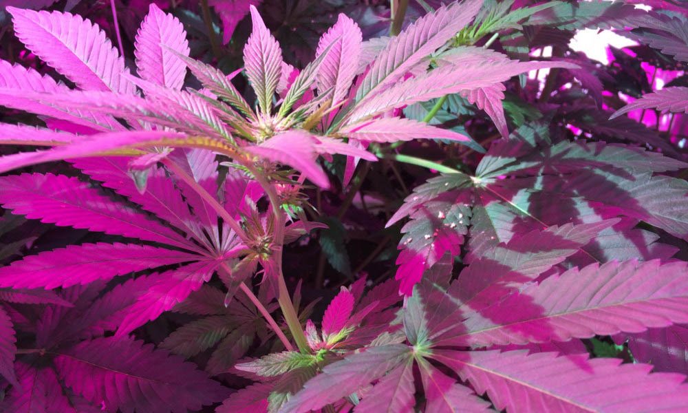 Medicinale cannabis goed te telen onder LED-verlichting