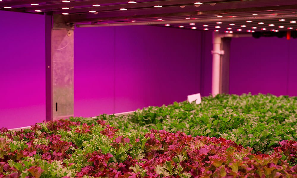Slateelt onder LED in vertical farm