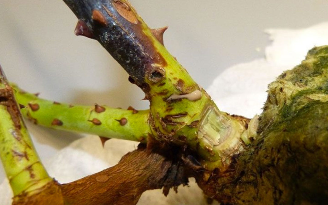 ‘We can certainly eliminate this bacterial disease by using strict measures’