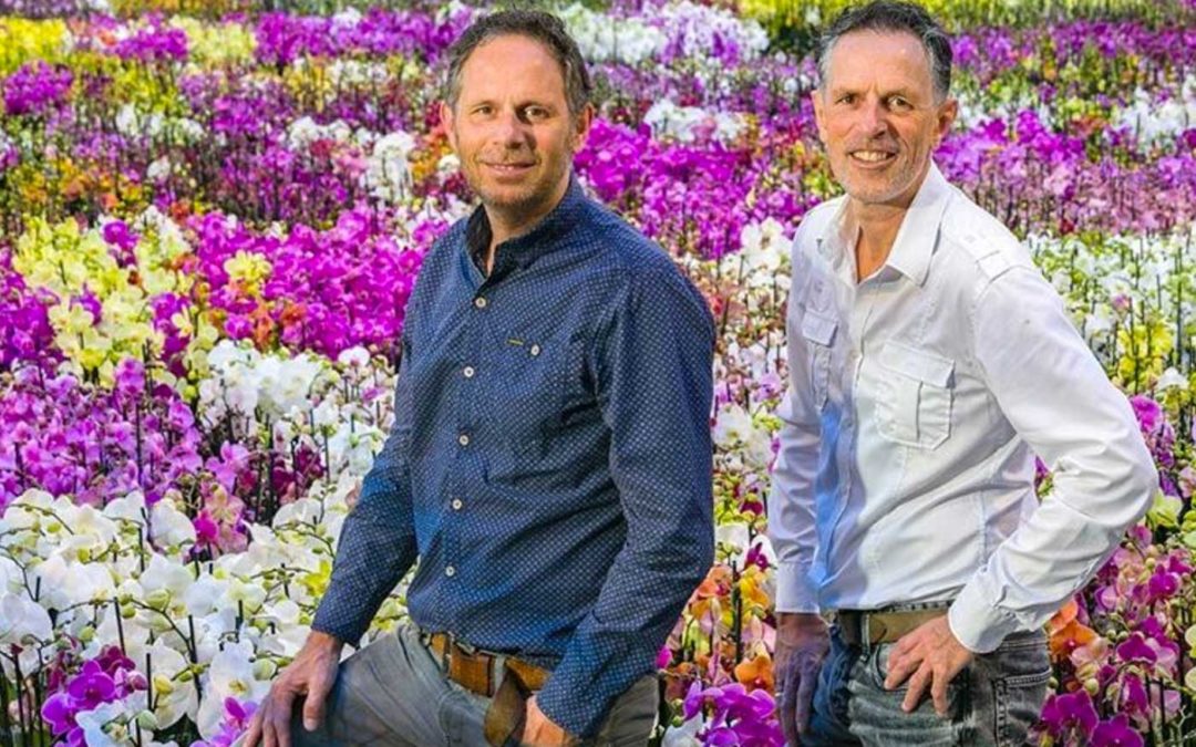 Perfect climate for orchid cultivation and sales chances are good