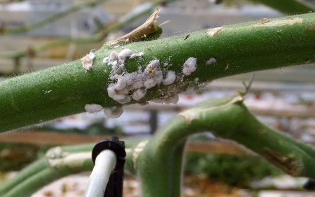 Difficult to control mealybug gains ground in vegetable production