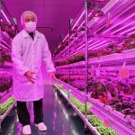 Electronics manufacturers in Japan launched a number of Vertical Farming projects with the aim of producing good LEDs and electronics for control equipment.