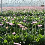 Geberatelers hebben qua klimaat goed jaar achter de rug. Wel heeft warme weer in de weken aan het eind van de zomer het gewas en de productie verstoord.