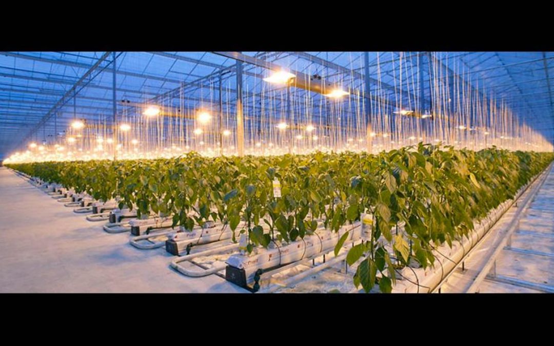 Full HortiContact Tour programme announced