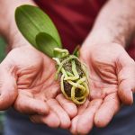 Moon Biobased Products and Klasmann-Deilmann are going to cooperate on the international marketing of the Growcoon.
