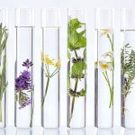 flowers and plants in test tubes