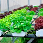 vegetables hydroponics farm