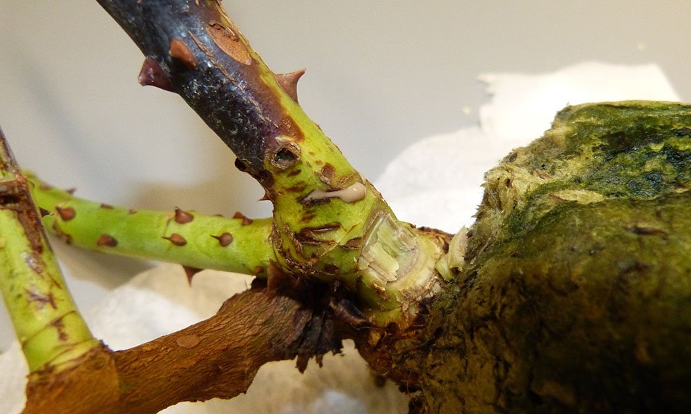 ‘Deze bacterieziekte kunnen we met strenge maatregelen zeker elimineren’