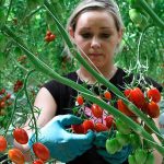 In veel Noord-Europese landen is of lijkt het mogelijk om lokaal geteelde tomaten voor een hogere prijs te verkopen dan geïmporteerde tomaten uit Nederland.