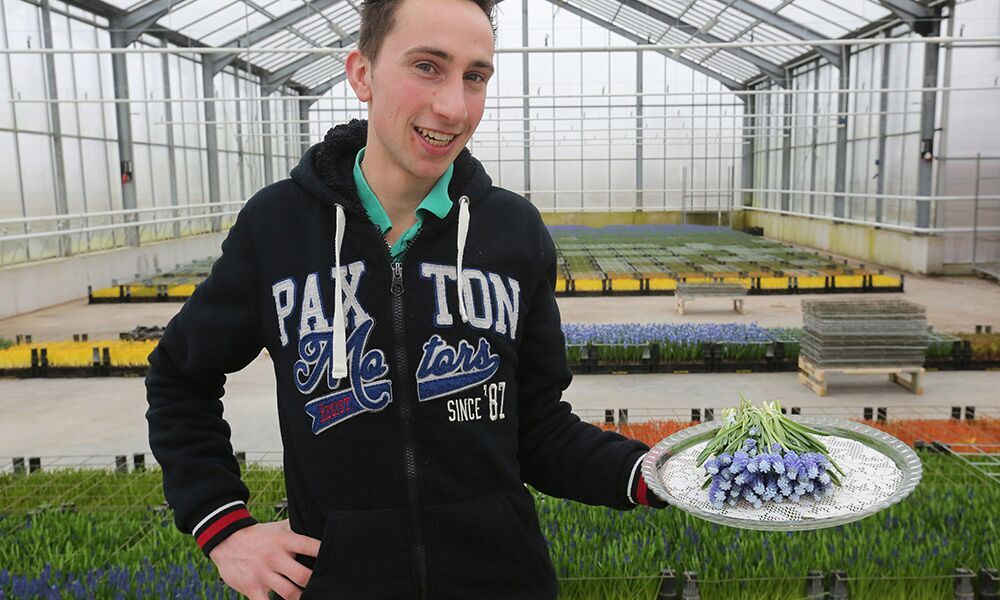 ‘Kleurvolle muscari heeft fans tot in de Verenigde Staten’