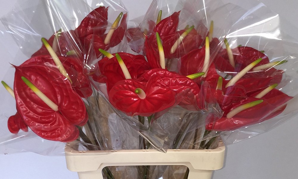 Kwaliteitsproblemen voorkomen met juiste teeltmaatregelen