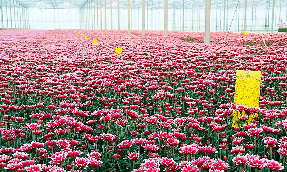 Voor goede bloemkleuren is optimale assimilatie een eerste vereiste. Anthocyanen worden bij hoge temperaturen minder gevormd en sneller afgebroken.