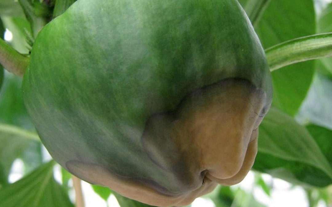 Controlling calcium is a complicated business