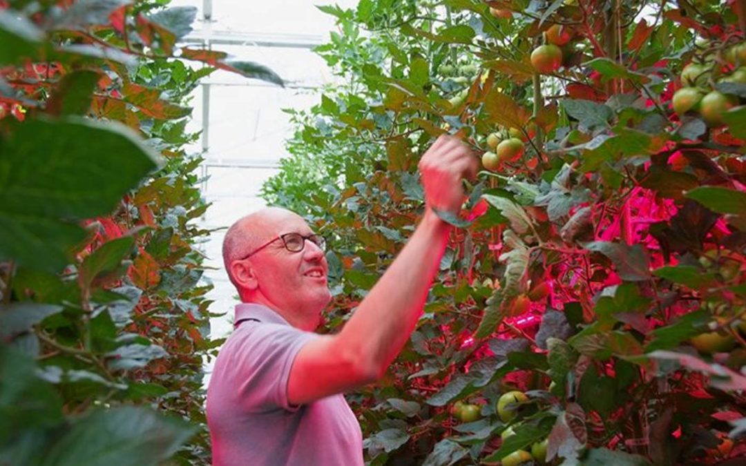 ‘Switch to LED-interlighting requires new way of growing’