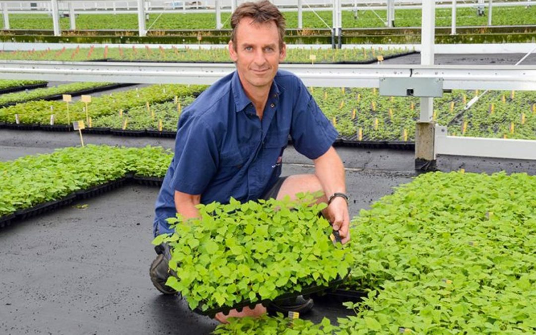 Always a breeze in greenhouse Van der Avoird, even when there’s no wind