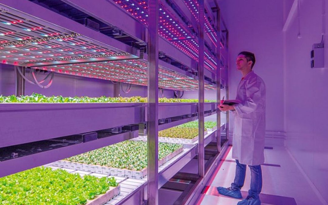 Heavy lettuce with low nitrate level even without daylight