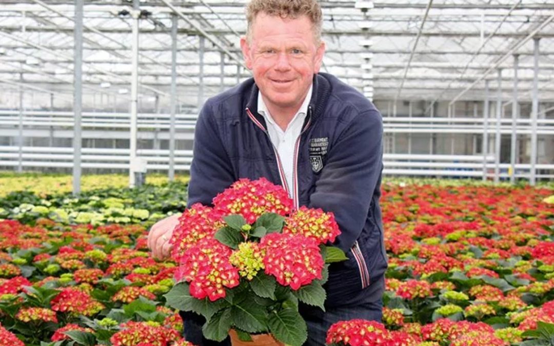 Locations in Portugal and Uganda give hydrangea grower desired flexibility