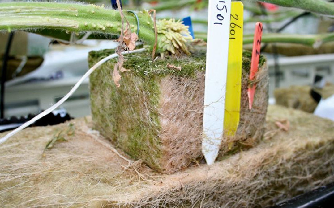 Only a systematic approach can limit excessive root growth