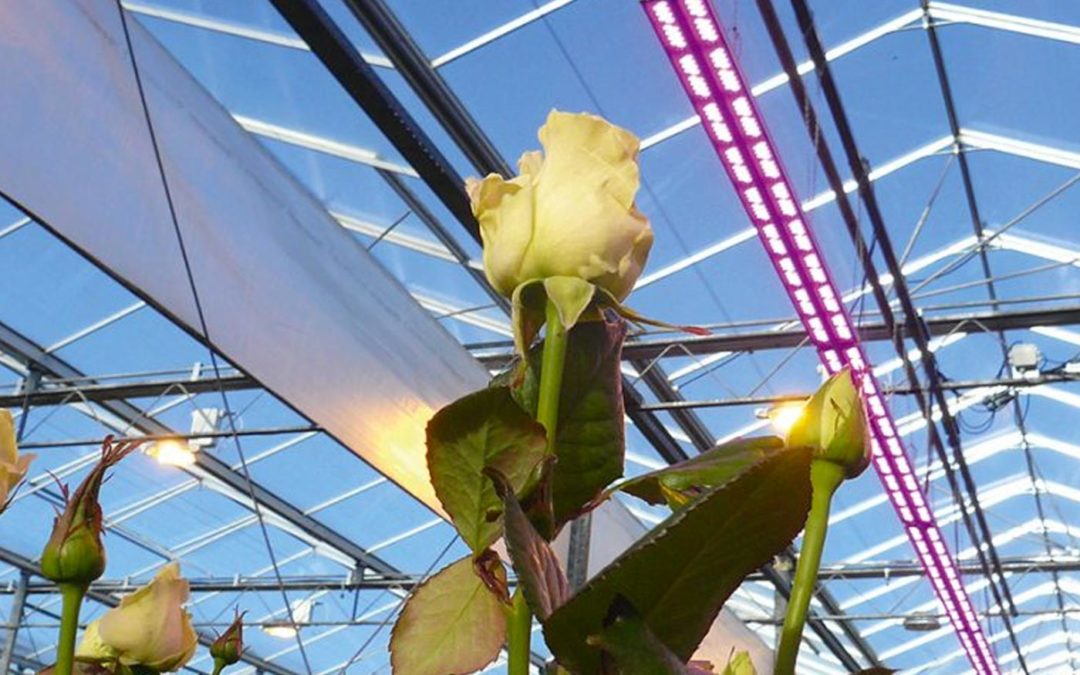 Use of LEDs has potential to save energy and increase yield