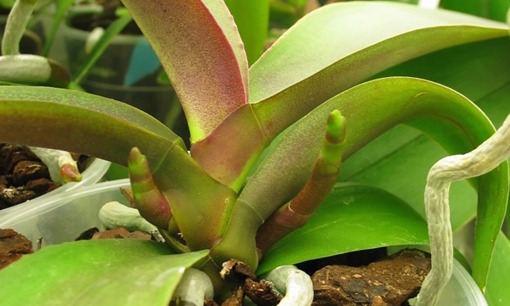 Plant reageert bij bloei op externe signalen als temperatuur en daglengte