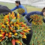 De tulpenproductie in Nederland bereikte dit jaar een record met 2 miljard tulpen