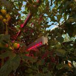 LED-belichting in tomaat