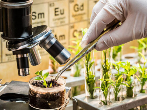 Groen licht voor nieuwe veredelingstechnieken als CRISPR-Cas