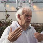 Volgens onderzoeker Arie de Gelder is het nog een hele uitdaging om de kneepjes van het telen volledig in de vingers te krijgen.