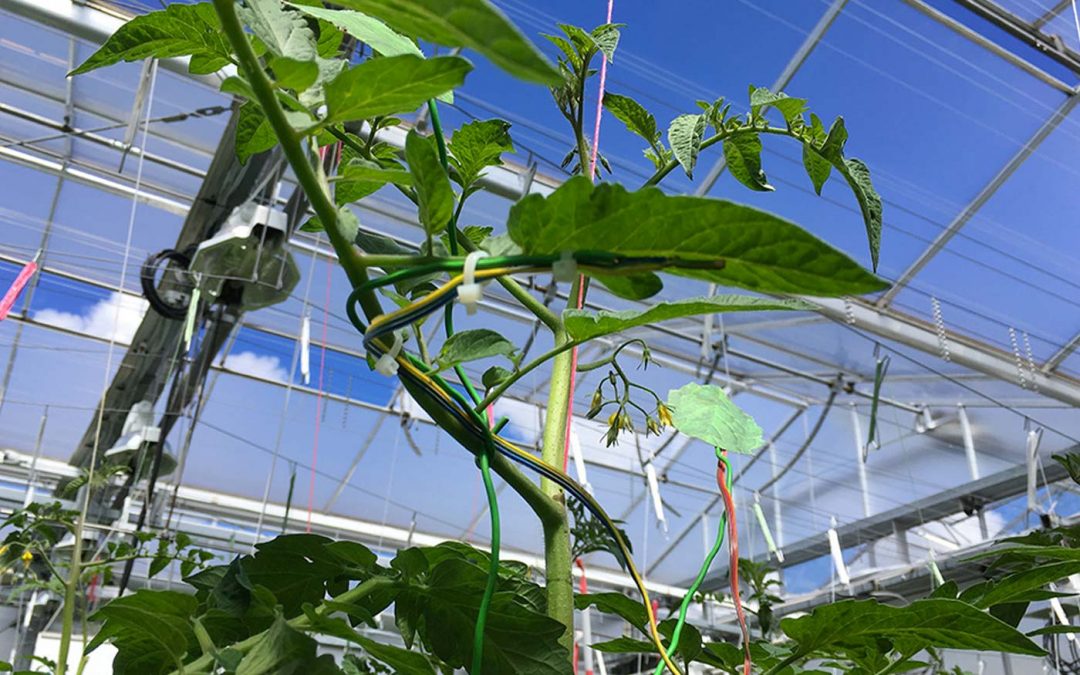 Specifiek verdamping meten van kop van het gewas