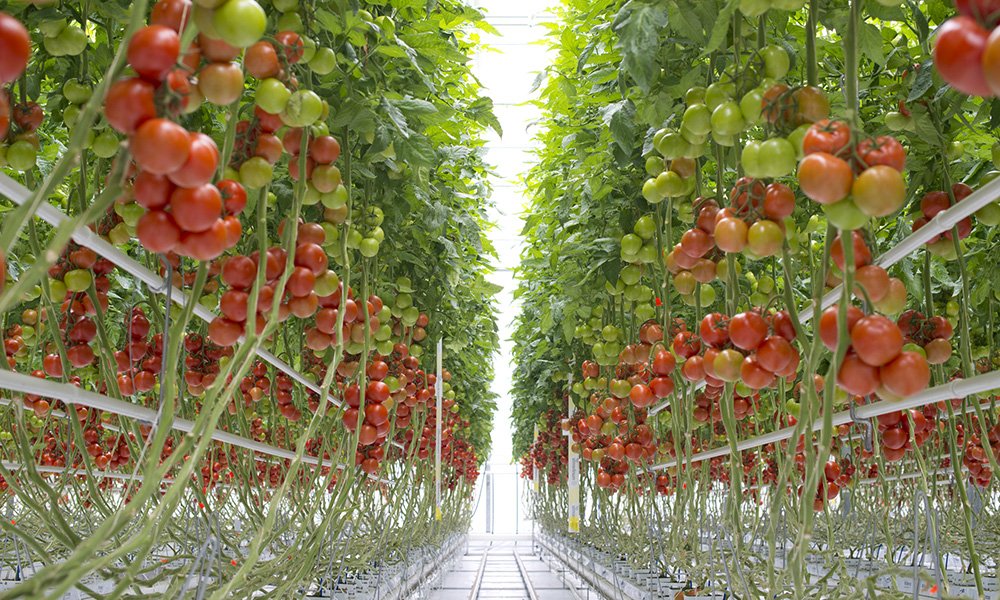 De Bakker Westland in Kwintsheul (Nederland) en Tomato Masters in Deinze (België) openen centra voor trostomaten om Nunhems producten aan het publiek te laten zien