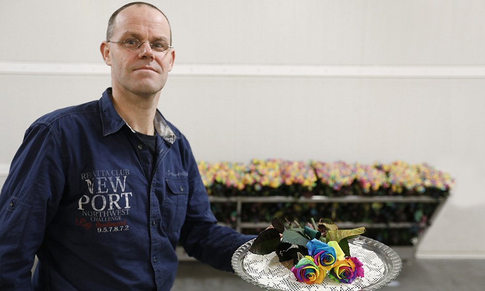 De regenboogroos van Happy Colors uit Delwijnen is in het buitenland niet aan te slepen, vertelt directeur Dirk Bakker.
