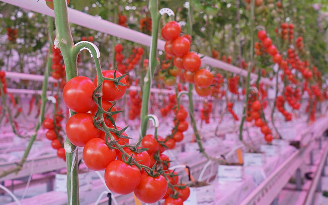 Zichtbaar effect verrood licht op gewasopbouw tomaat