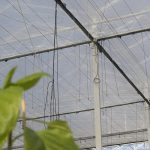 Lag voorheen het accent op energiebesparing, nieuwe inzichten laten zien dat beperking van uitstraling het teeltklimaat verbetert.