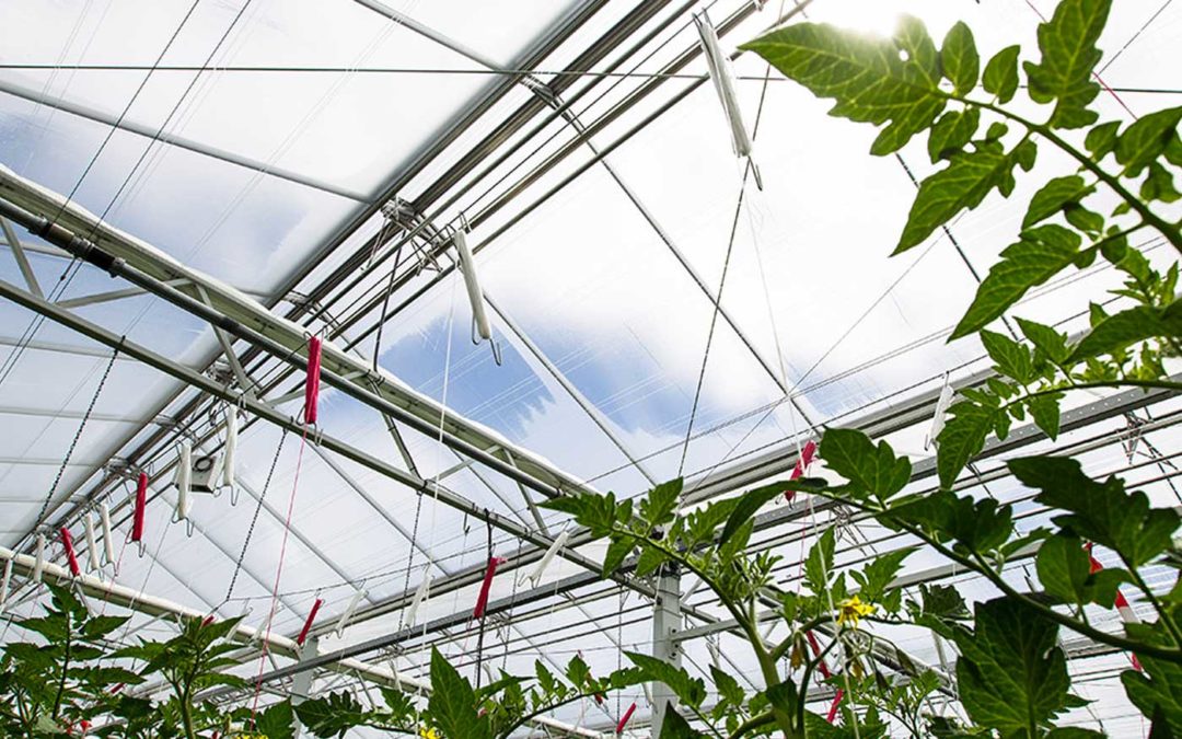 Hoogproductieve tomatenteelt mogelijk met 10 kuub gas per m2