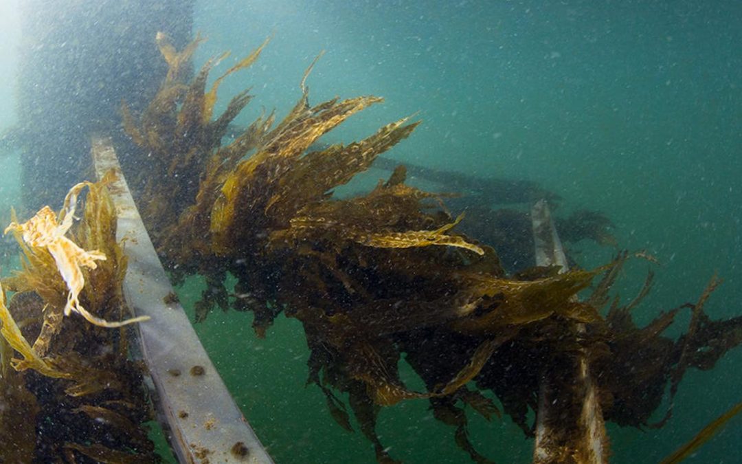 Van Dam oogst eerste zeewier van proefboerderij Scheveningen