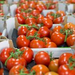 tomaten uit Nederland