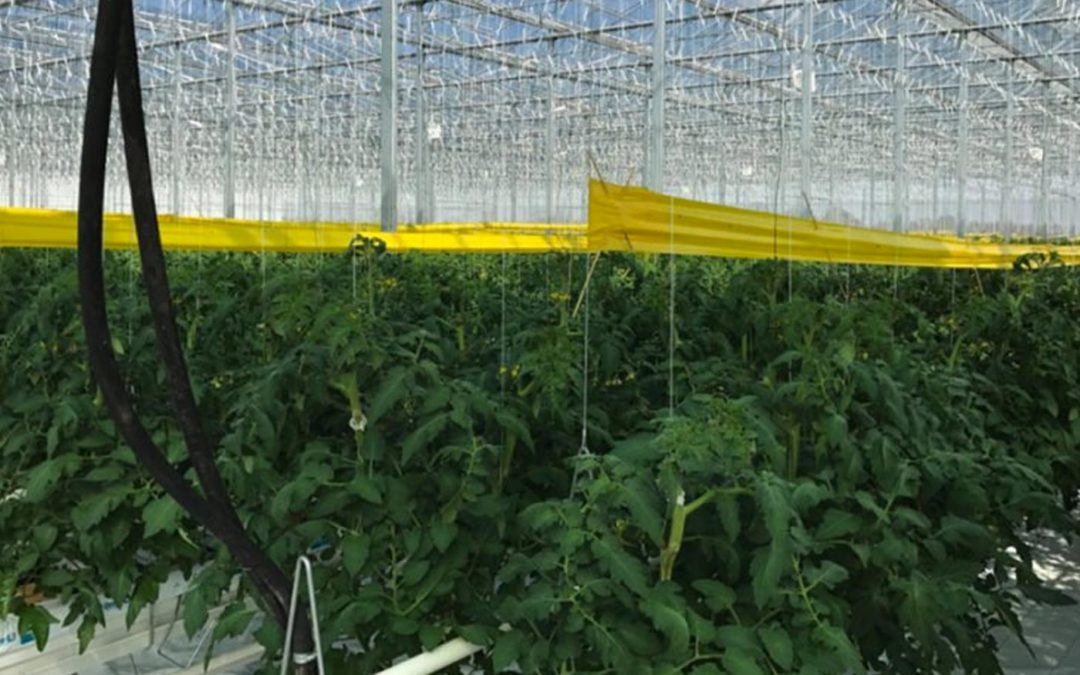 Hongaarse kassen profiteren al vele jaren van geothermie