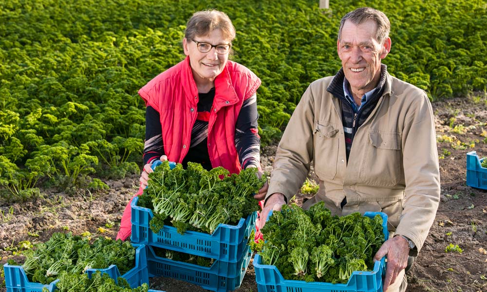 Al vijftig jaar zit het echtpaar Zoutewelle in het tuindersvak. De laatste tien jaar telen zij de kleine gewassen peterselie en kroten in hun kas van 6.000 m2.