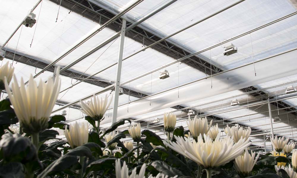 Keuze voor diffuus glas voor veel telers nog geen uitgemaakte zaak