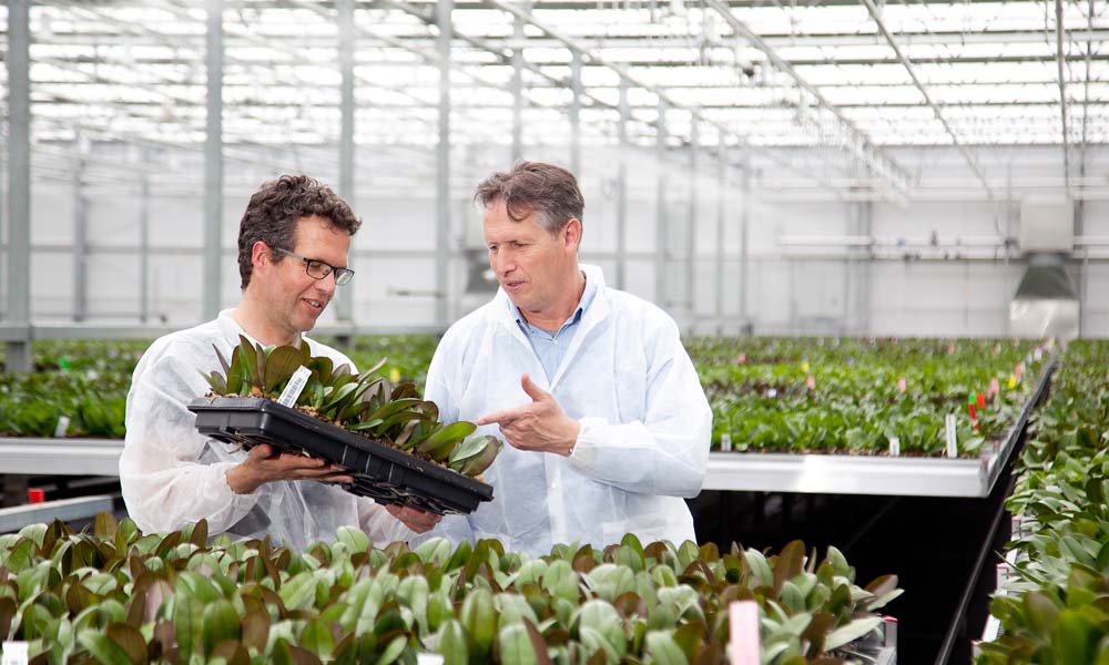 De DaglichtKas zorgt voor een optimaal kasklimaat door maximale isolatie en 100% diffuse lichtbeheersing.