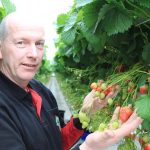 Het wegnemen van jonge bladeren in de donkere maanden kan de productiviteit van aardbeienplanten stimuleren