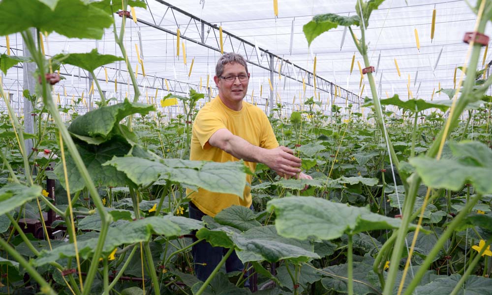 High-wire cucumber grower Hans Houben is heading ever further down the path of Next Generation Growing.