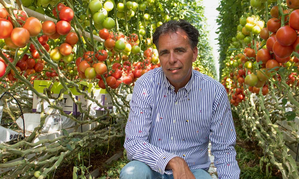 tomato growers Verkade in ‘s-Gravenzande gained their first experience with a hybrid system consisting of SON-T HPS lights and LEDs