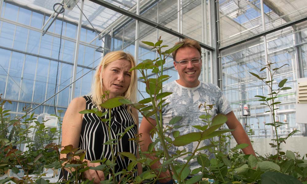 Feeding predatory mites pollen is useful weapon in battle against thrips