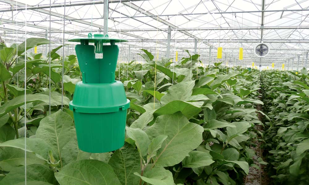 For some years now, scientists and growers have been working together to come up with a better monitoring and control plan for the European tarnished plant bug.