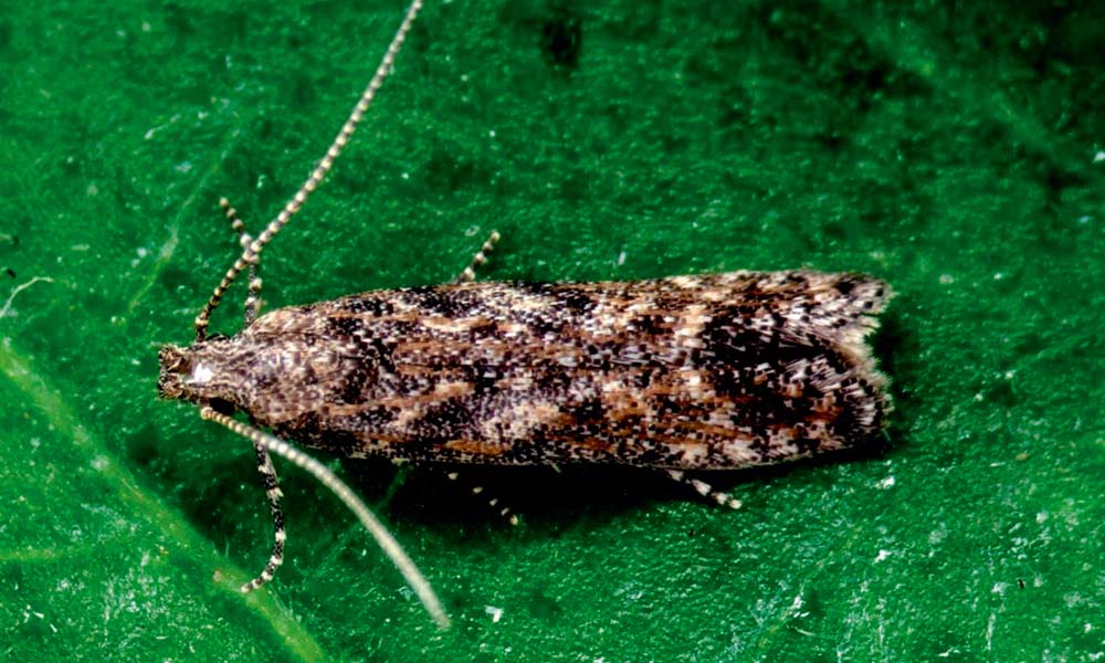 Tuta absoluta is not only a large threat to the cultivation of tomatoes but also to the export of tomatoes.