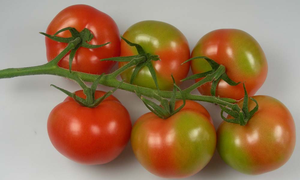Because it plays a role in so many processes, potassium is sometimes referred to as the quality element.