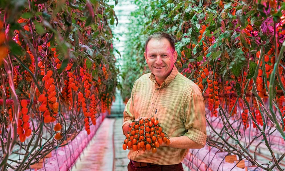 The UK-based Flavourfresh Solfresh group has recently installed a 100% horticultural LED solution to achieve all-year-round production.