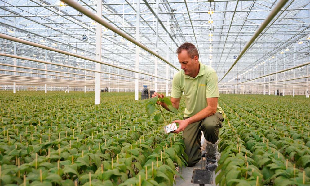 To meet the ever more stringent regulations and customer demands, it is becoming important for growers and breeders to optimise their use of raw materials.