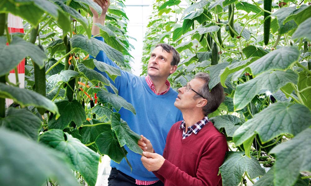 Good cucumber yields in innovative Winterlight greenhouse